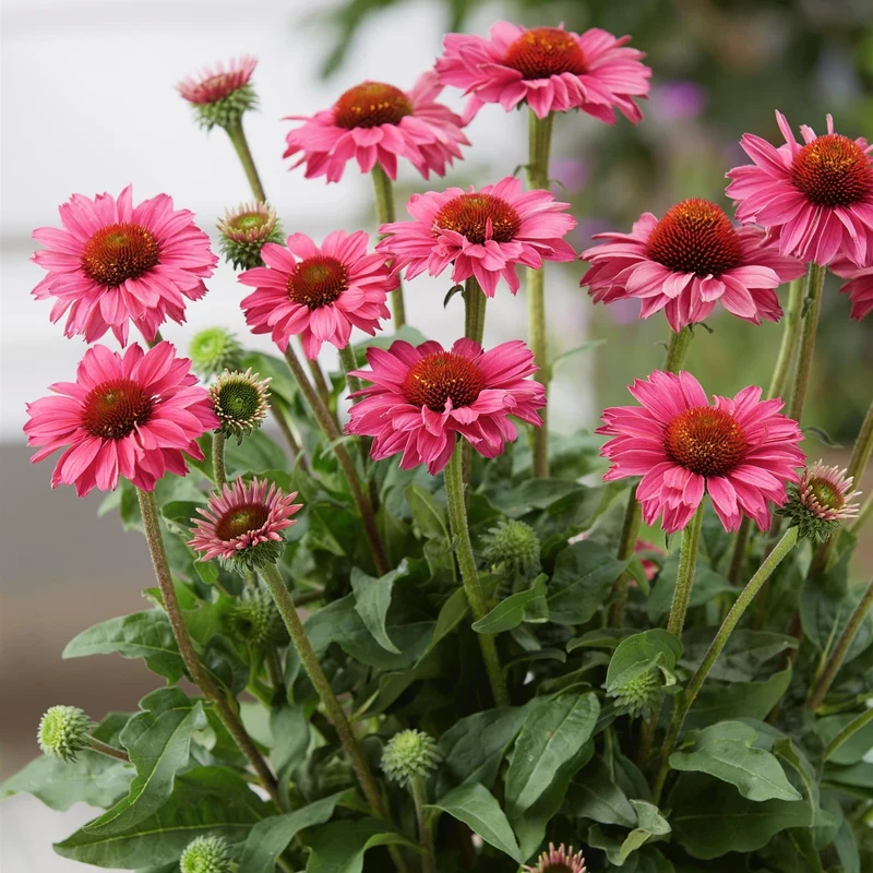 Echinacea SunSeekers® 'Magenta' – Échinacée SunSeekers® Magenta