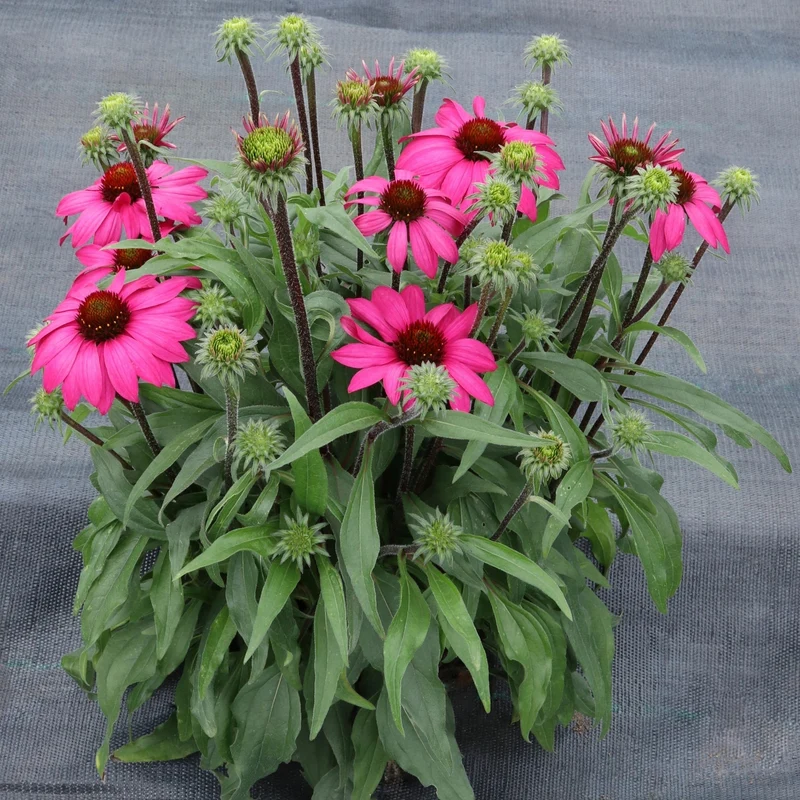 Echinacea PRIMA™ 'Berry' - Échinacée PRIMA™ Berry