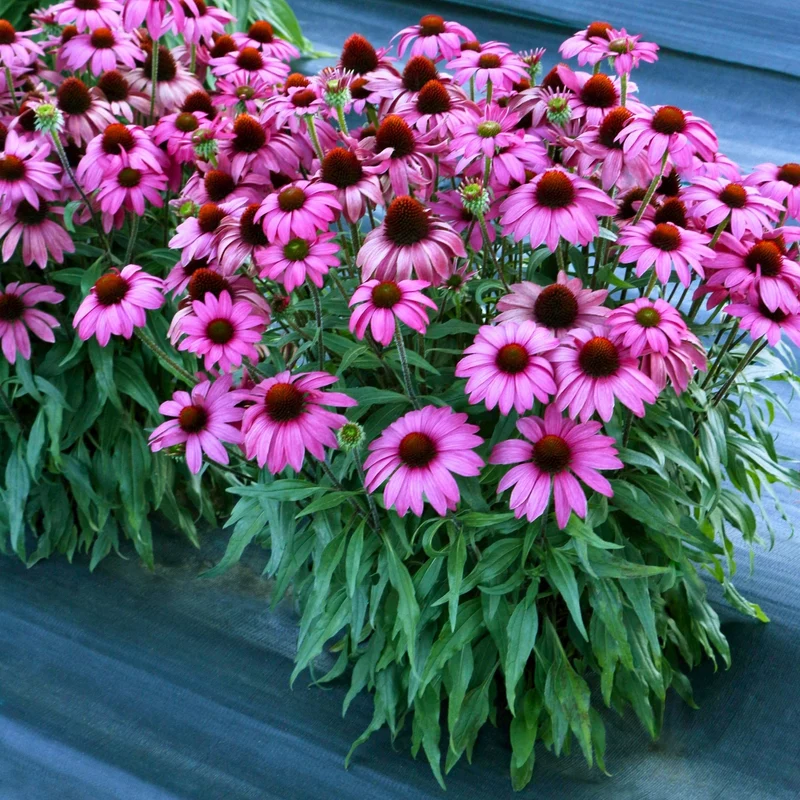 Echinacea PRIMA™ 'Berry' - Échinacée PRIMA™ Berry