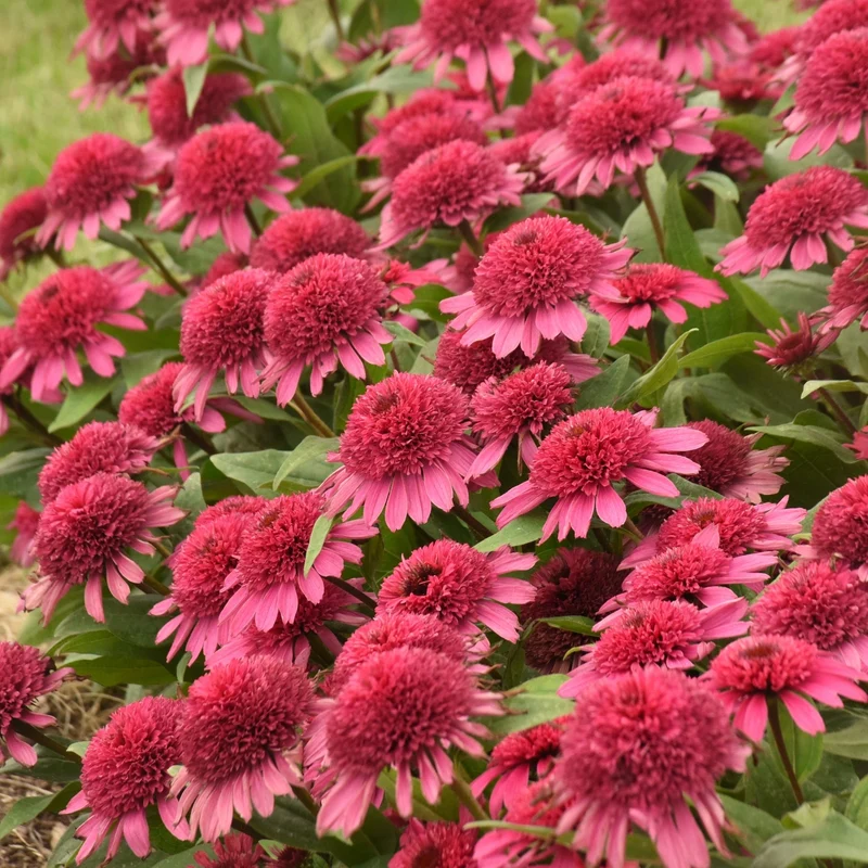 Échinacée DOUBLE CODED® Raspberry Beret