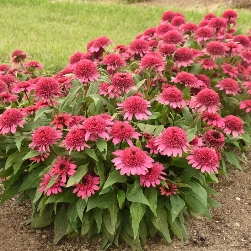 Échinacée DOUBLE CODED® Raspberry Beret