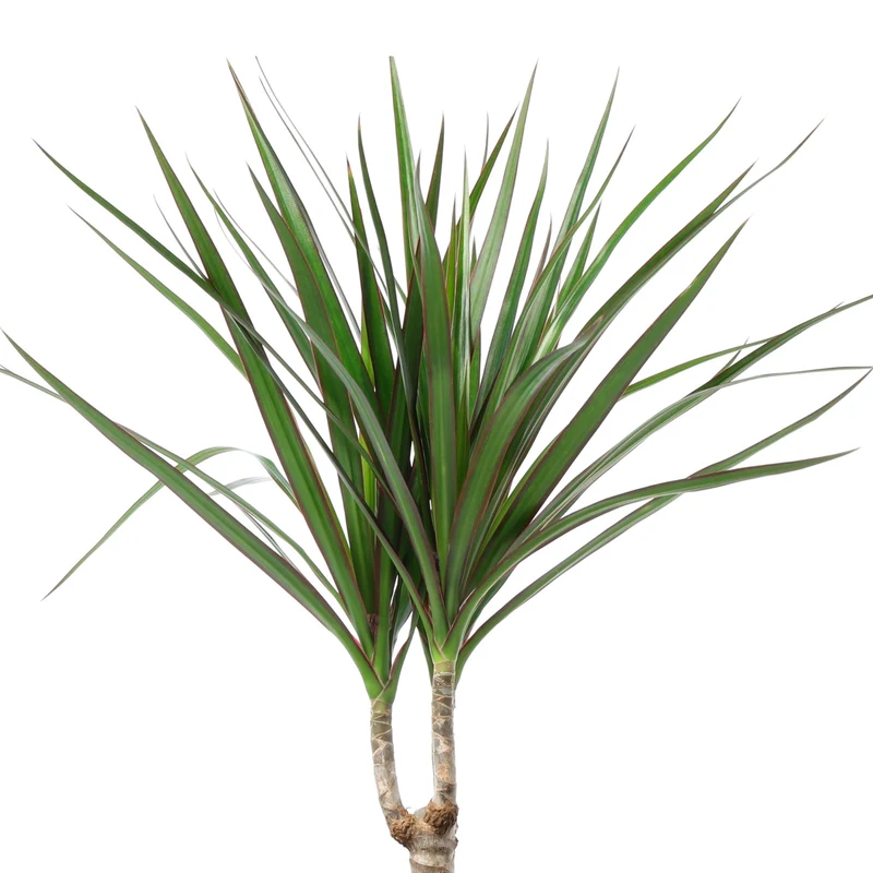 Dracaena marginata 'Bicolore' Dragonnier