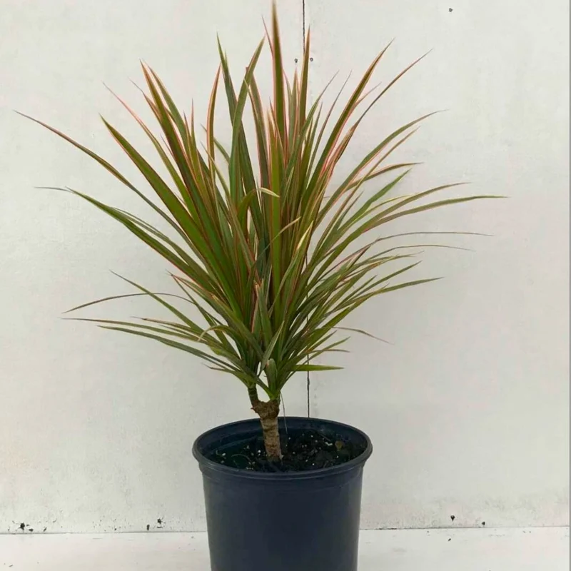 Dracaena marginata 'Bicolore' Dragonnier