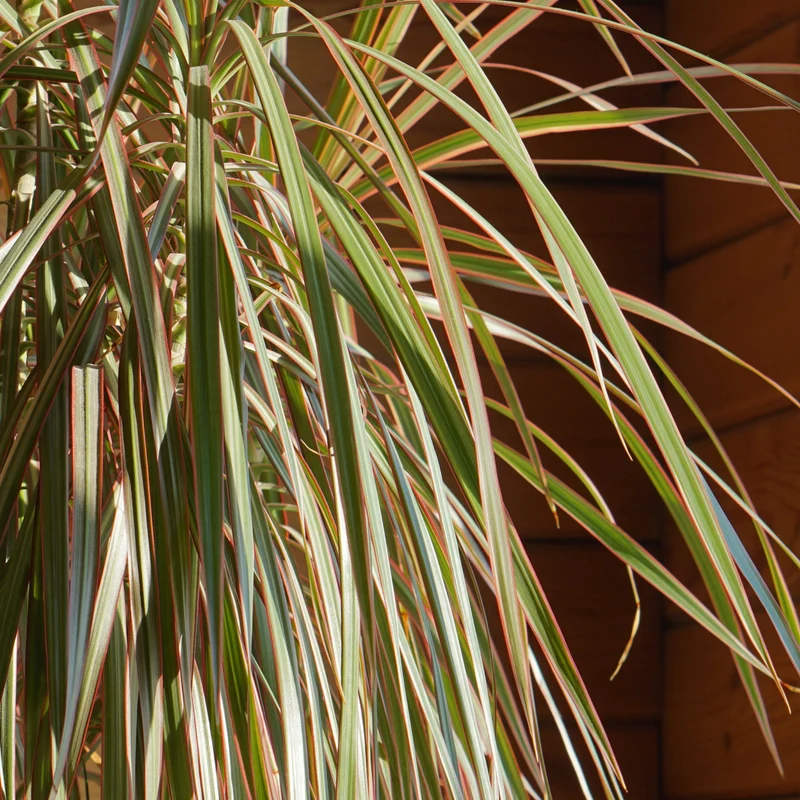 Dracaena marginata 'Bicolore' Dragonnier
