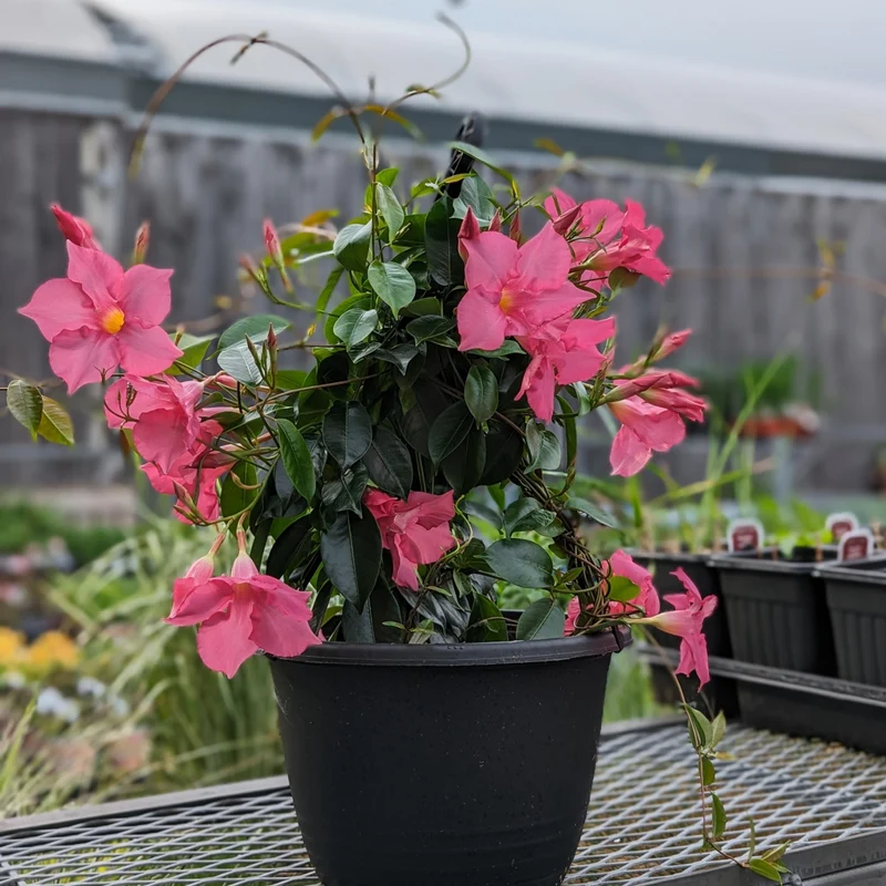 Mandevilla Série Bella, Dipladénia