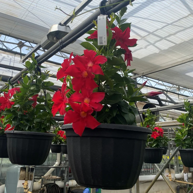 Mandevilla Série Bella, Dipladénia