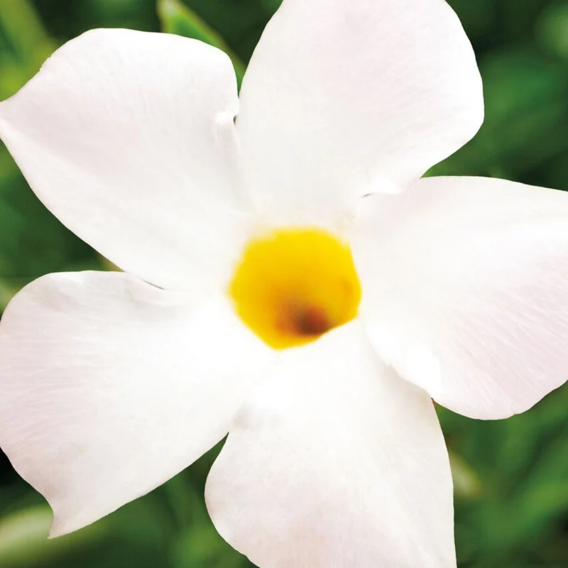 Mandevilla Série Bella, Dipladénia