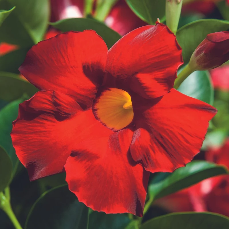 Mandevilla Série Bella, Dipladénia