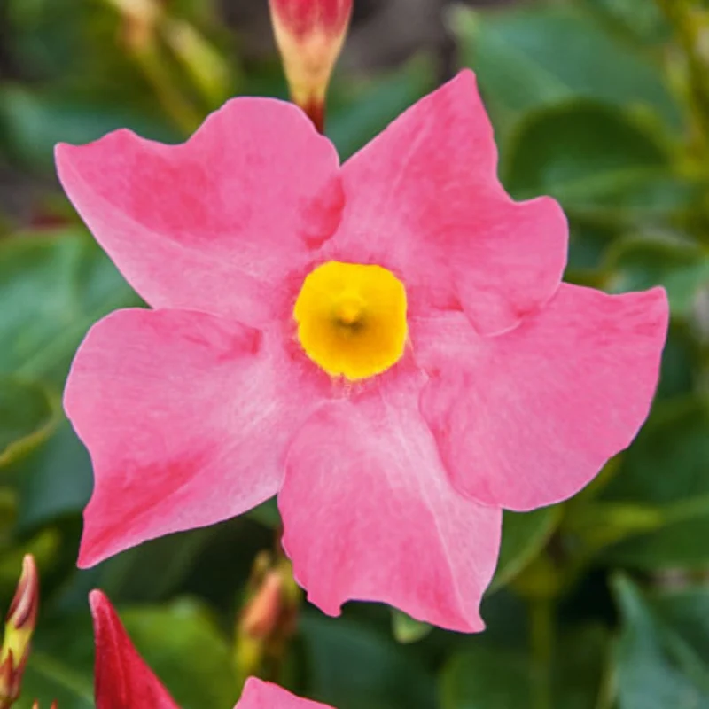 Mandevilla Série Bella, Dipladénia