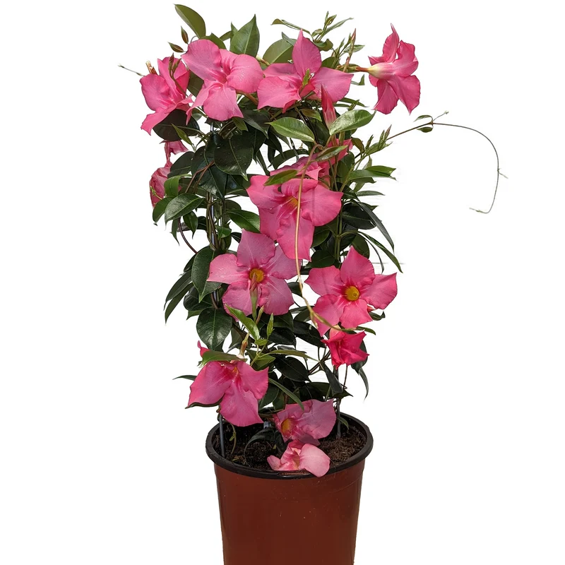 Mandevilla Série Bella, Dipladénia