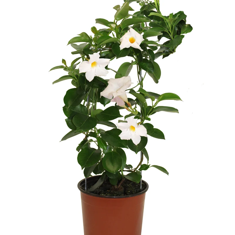 Mandevilla Série Bella, Dipladénia