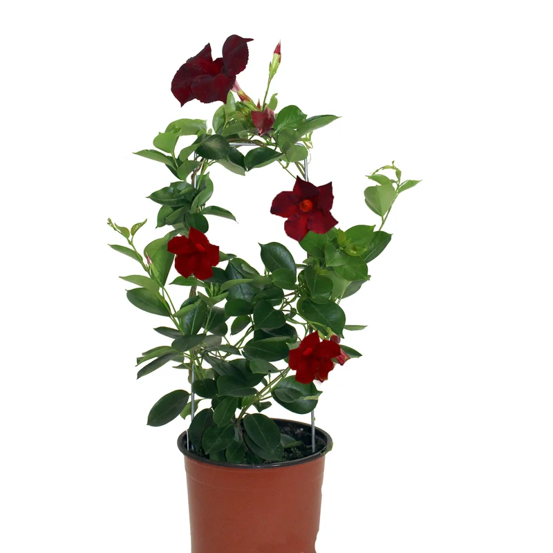 Mandevilla Série Bella, Dipladénia