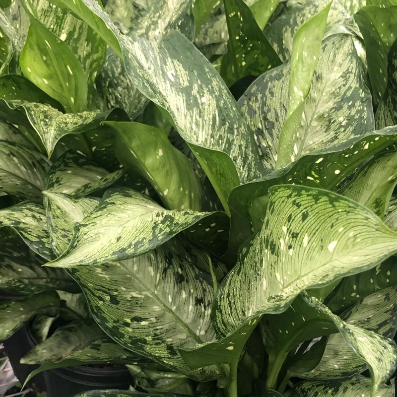 Dieffenbackia 'Camouflage'