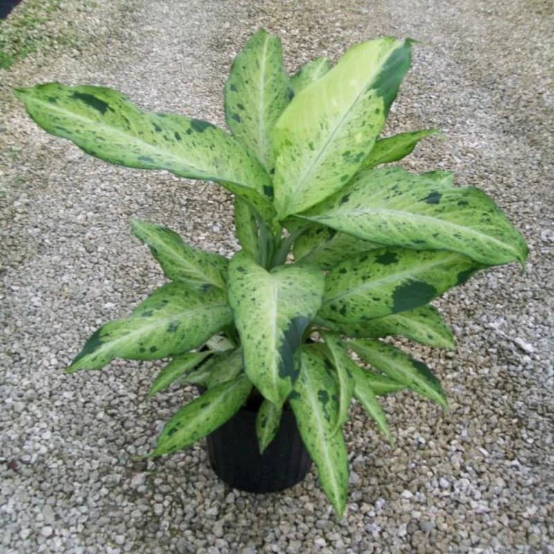 Dieffenbackia 'Camouflage'