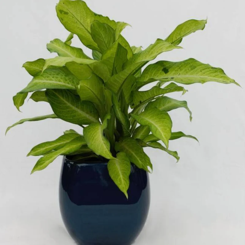 Dieffenbackia 'Camouflage'