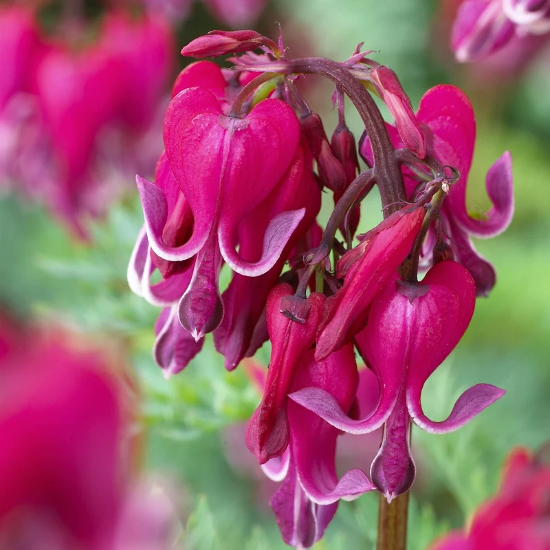 Dicentra 'Red Fountain' - Coeur Saignant 'Red Fountain'