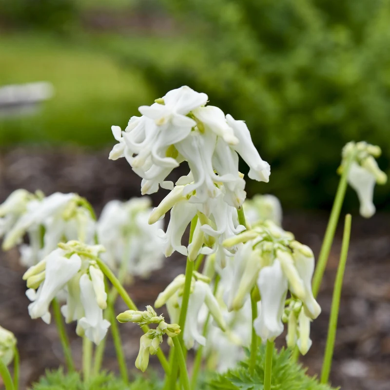 Dicentra 'White Diamonds' – Cœur saignant White Diamonds