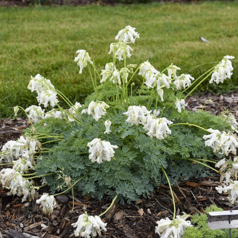Dicentra 'White Diamonds' – Cœur saignant White Diamonds