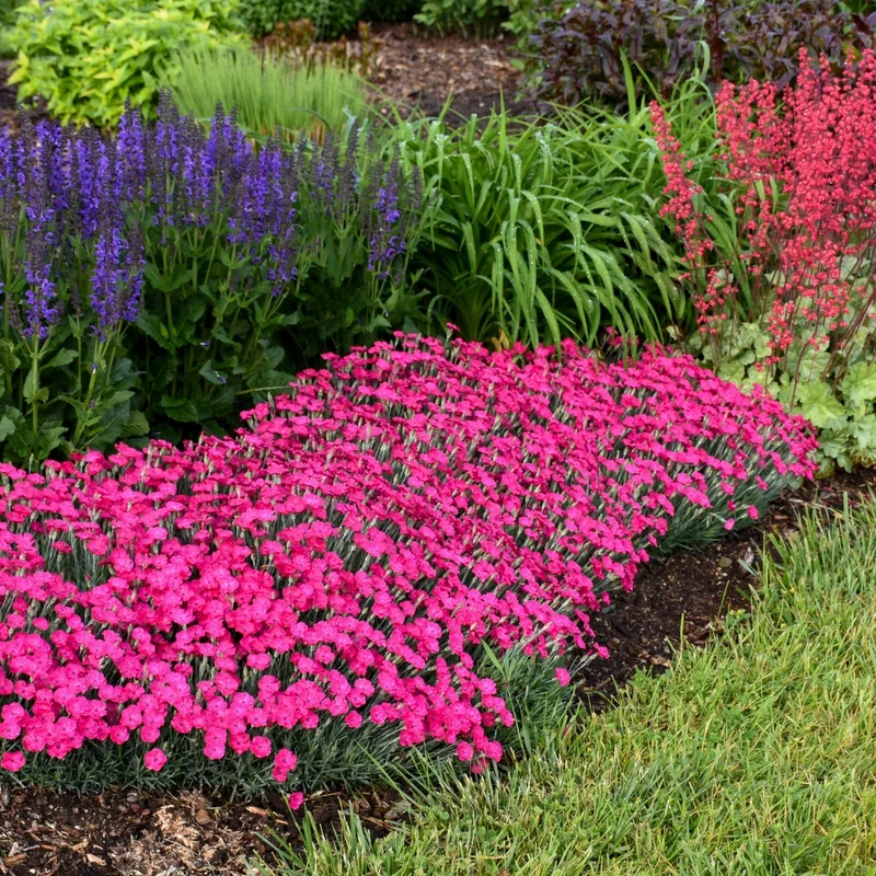 Oeillet 'Paint The Town Magenta'