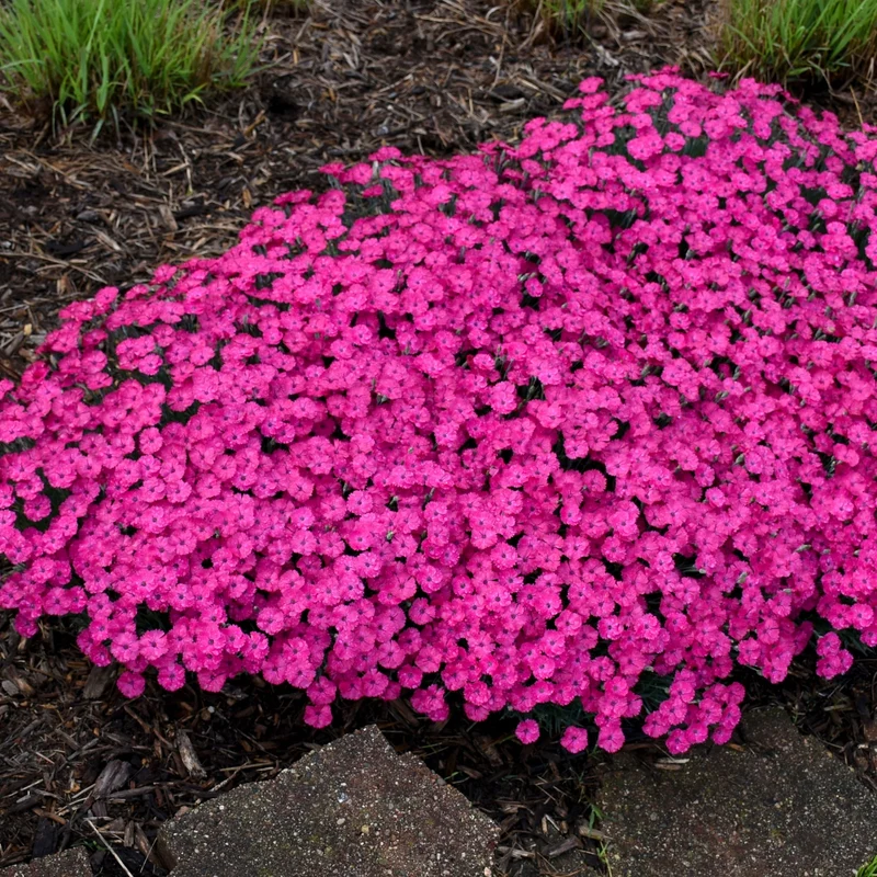 Oeillet 'Paint The Town Magenta'