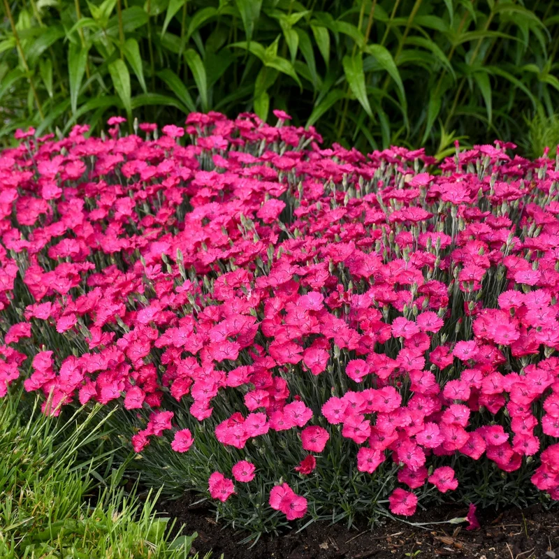 Oeillet 'Paint The Town Magenta'