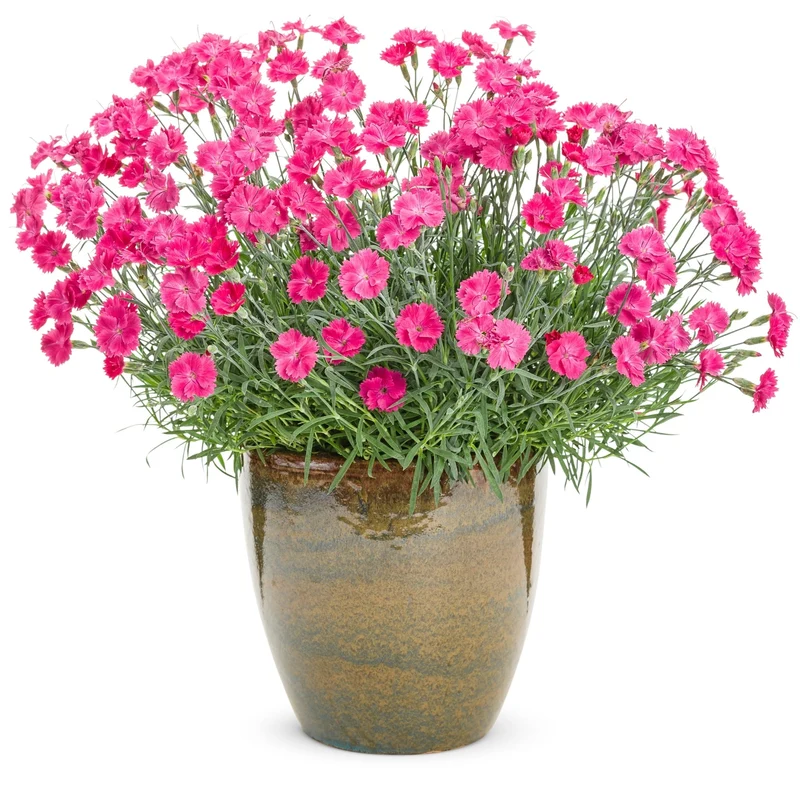 Oeillet 'Paint The Town Magenta'