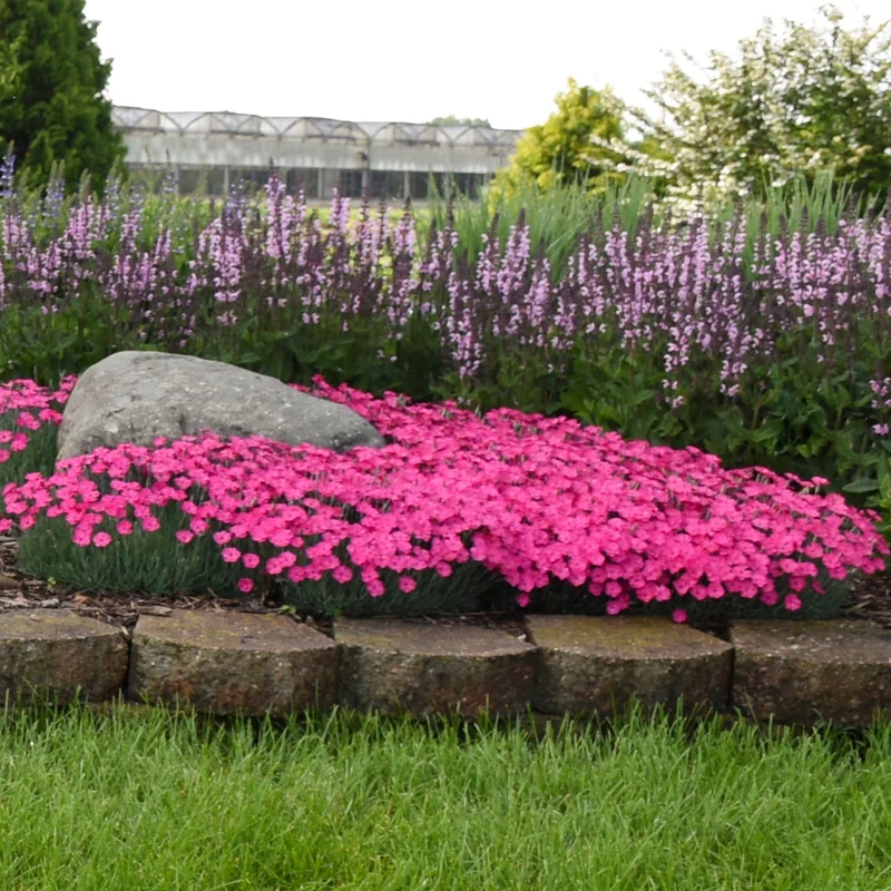 Oeillet 'Paint The Town Magenta'
