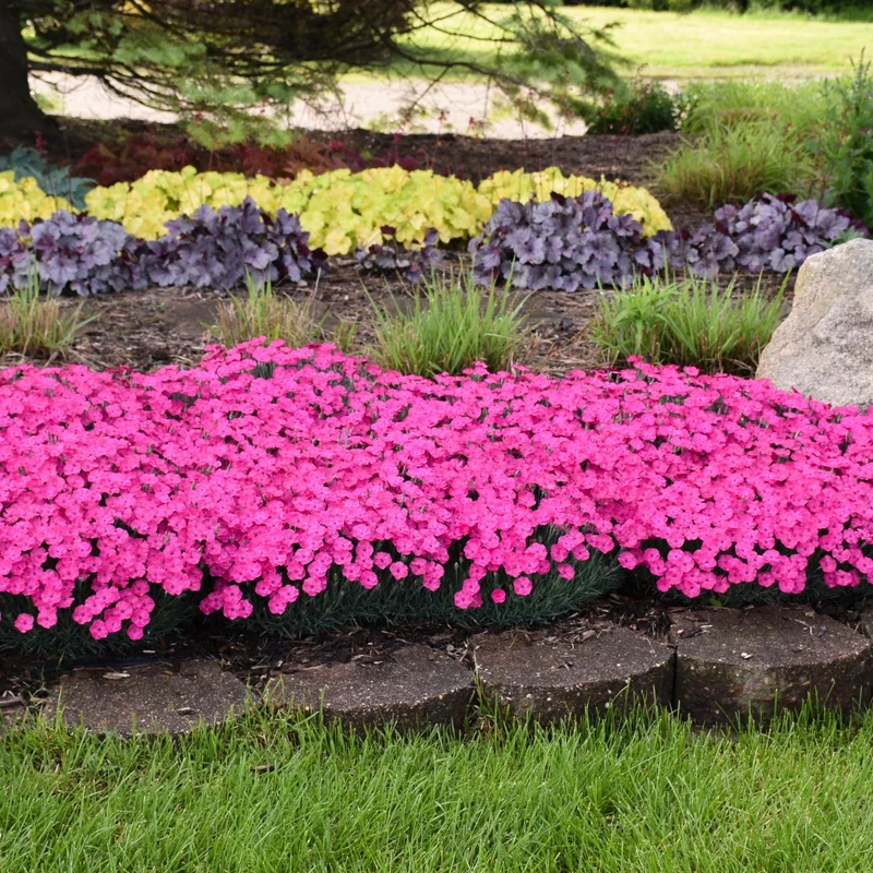 Oeillet 'Paint The Town Magenta'