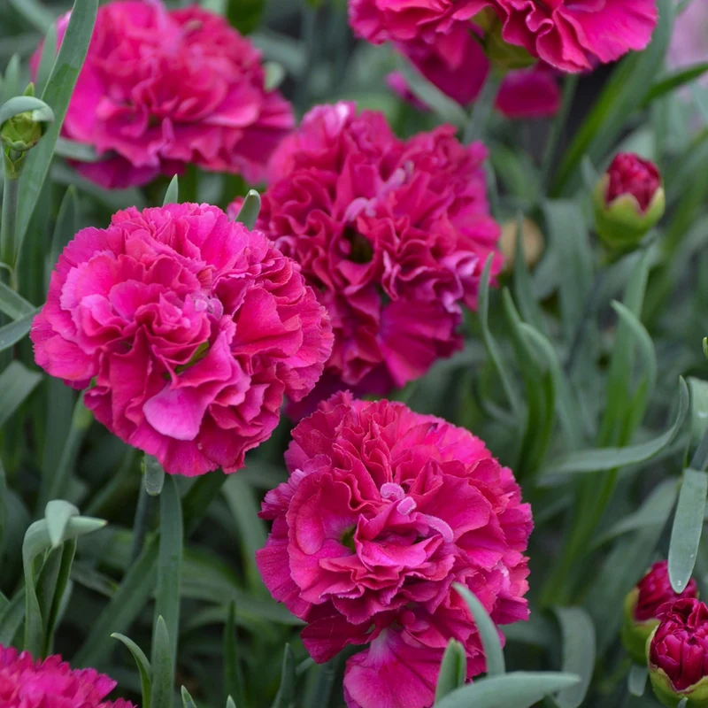 Oeillet FRUIT PUNCH® Funky Fuchsia