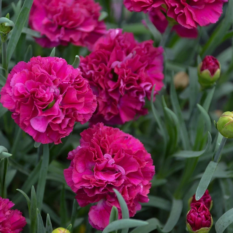 Oeillet FRUIT PUNCH® Funky Fuchsia