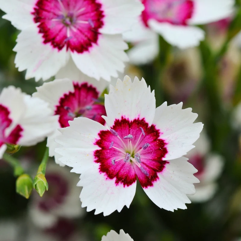 Oeillet 'Artic Fire'
