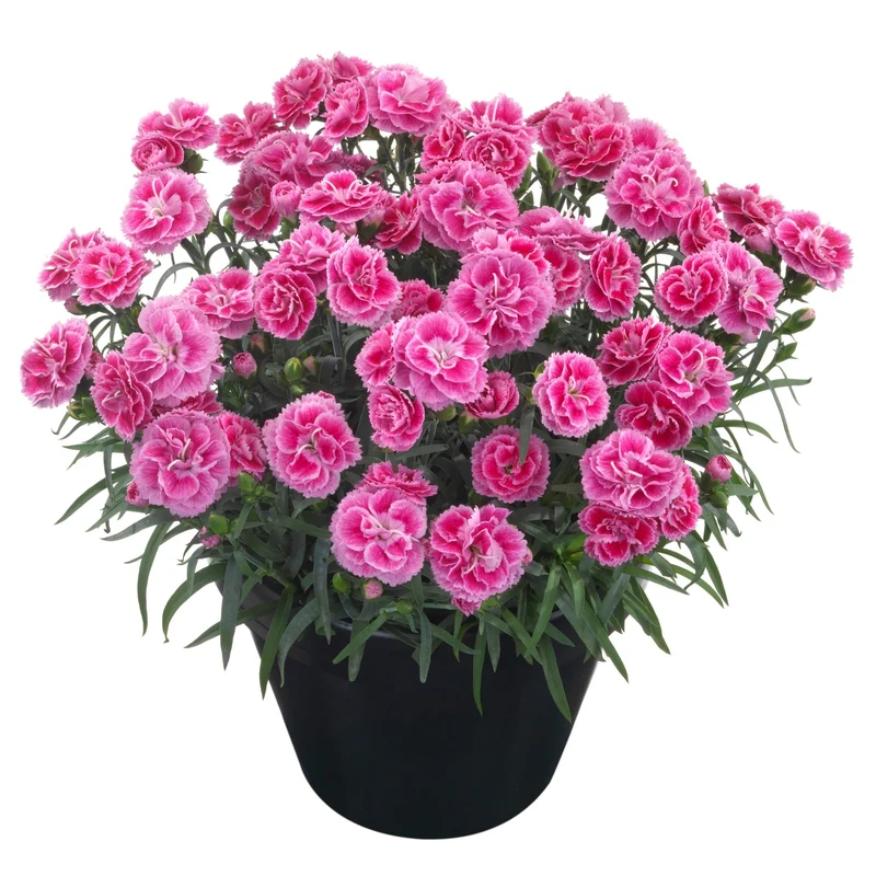 Oeillet des Fleuristes ODESSA® Twiggy