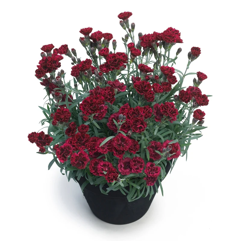 Oeillet des Fleuristes ODESSA® Red