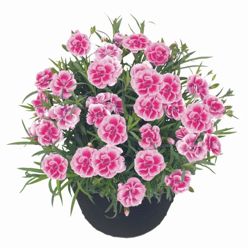 Oeillet des Fleuristes ODESSA® Easy Pink