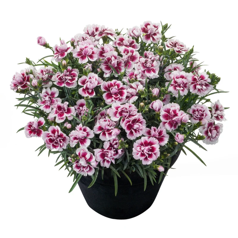 Oeillet des Fleuristes ODESSA® Amy