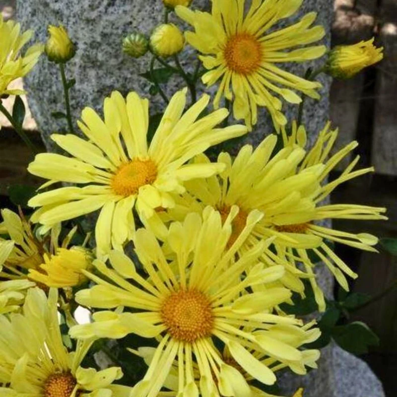 Chrysanthemum 'Mammoth Yellow Quill' – Chrysanthème 'Mammoth Yellow Quill'