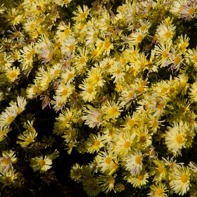 Chrysanthemum 'Mammoth Yellow Quill' – Chrysanthème 'Mammoth Yellow Quill'