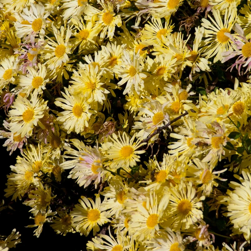 Chrysanthemum 'Mammoth Yellow Quill' – Chrysanthème 'Mammoth Yellow Quill'