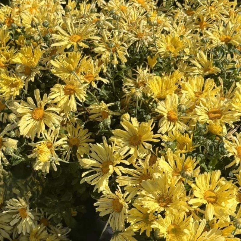 Chrysanthemum 'Mammoth Yellow Quill' – Chrysanthème 'Mammoth Yellow Quill'