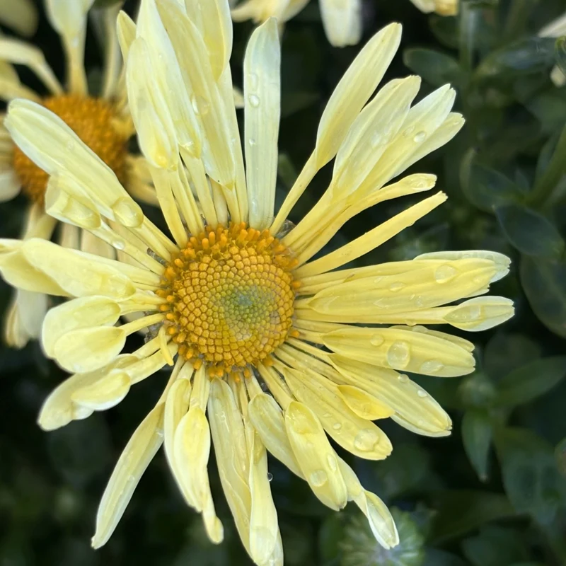 Chrysanthemum 'Mammoth Yellow Quill' – Chrysanthème 'Mammoth Yellow Quill'