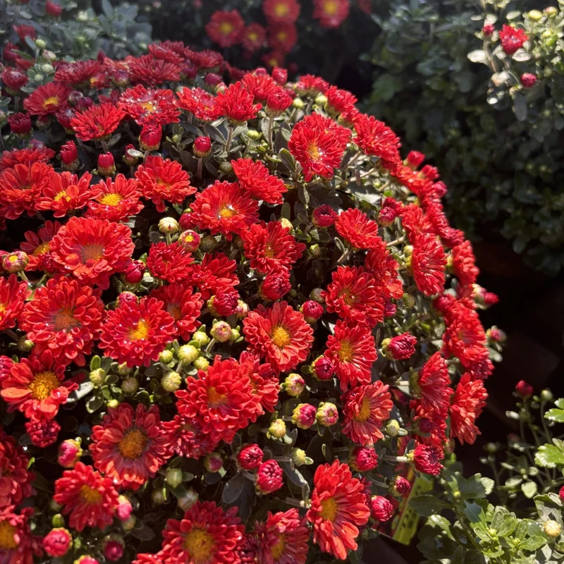 Chrysanthemum 'Mammoth Red' – Chrysanthème 'Mammoth Red'
