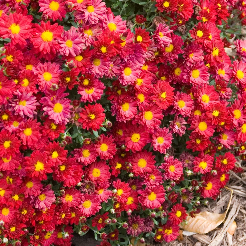 Chrysanthemum 'Mammoth Red' – Chrysanthème 'Mammoth Red'