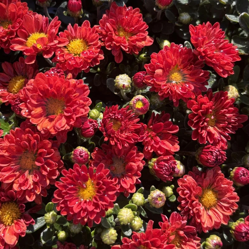 Chrysanthemum 'Mammoth Red' – Chrysanthème 'Mammoth Red'