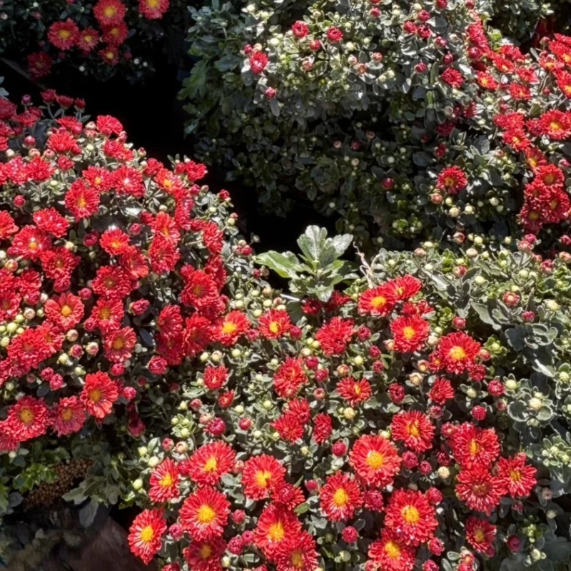Chrysanthemum 'Mammoth Red' – Chrysanthème 'Mammoth Red'