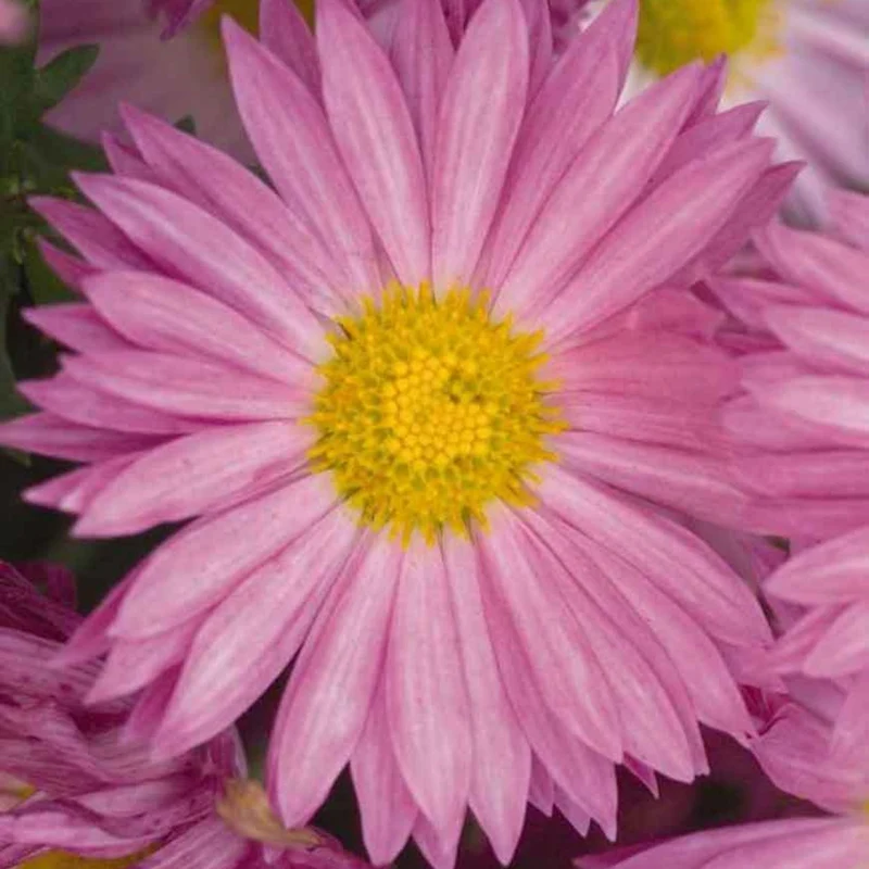 Chrysanthemum 'Mammoth Dark Pink' – Chrysanthème 'Mammoth Dark Pink'