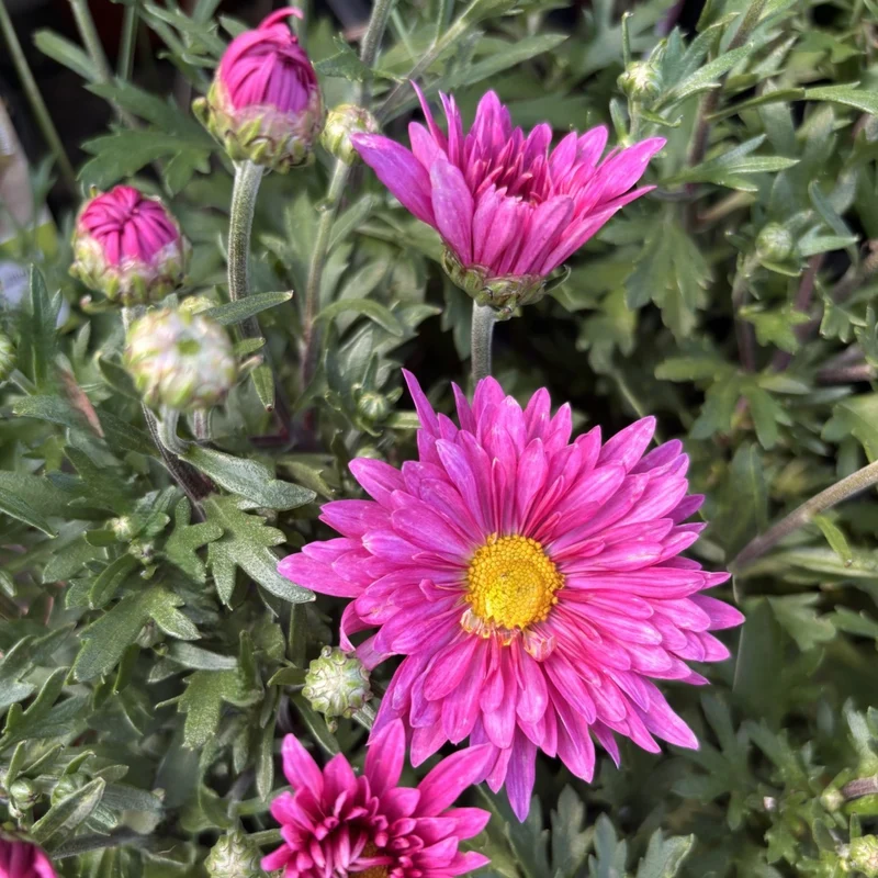 Chrysanthemum 'Mammoth Dark Pink' – Chrysanthème 'Mammoth Dark Pink'