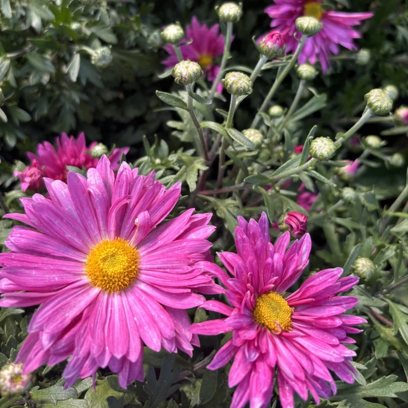 Chrysanthemum 'Mammoth Dark Pink' – Chrysanthème 'Mammoth Dark Pink'