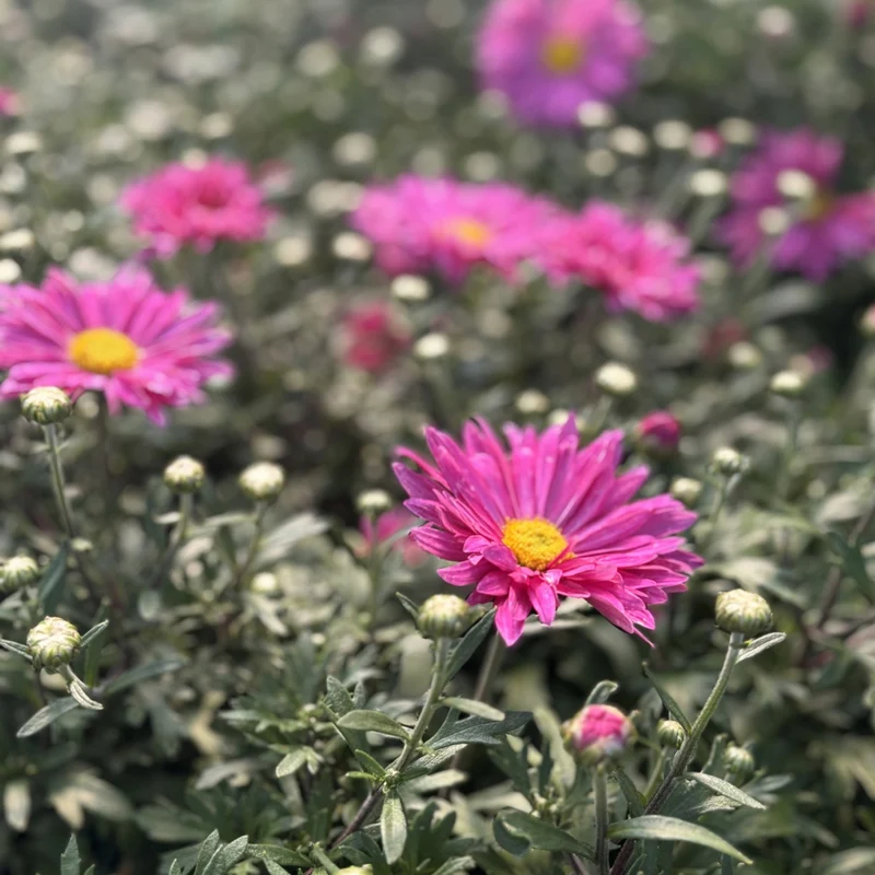 Chrysanthemum 'Mammoth Dark Pink' – Chrysanthème 'Mammoth Dark Pink'