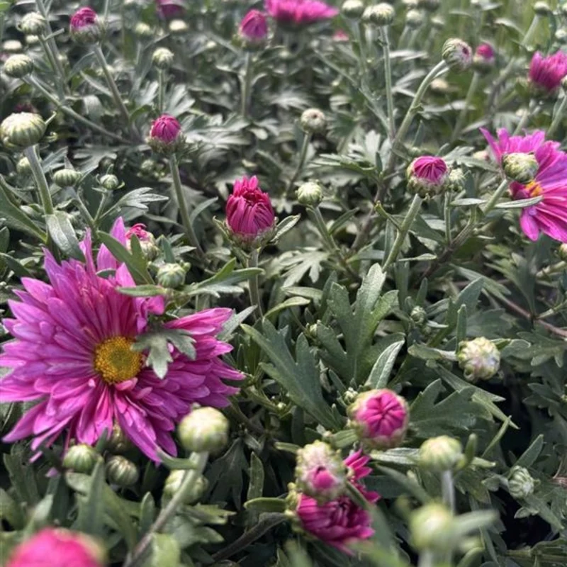 Chrysanthemum 'Mammoth Dark Pink' – Chrysanthème 'Mammoth Dark Pink'