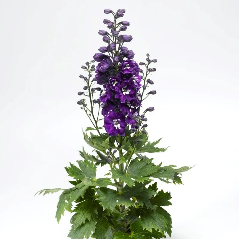 Pied-d'alouette 'Magic Fountain Dark Blue White Bee'